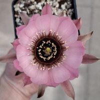 Lobivia jajoiana Hybr. - Bl&uuml;te rosa mit magenta Schlund