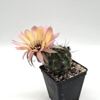 Lobivia jajoiana Hybr. - Bl&uuml;te gelb rosa mit magenta...