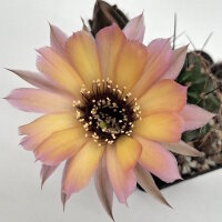 Lobivia jajoiana Hybr. - Bl&uuml;te gelb rosa mit magenta Schlund