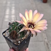Lobivia jajoiana Hybr. - Bl&uuml;te gelb rosa mit magenta Schlund