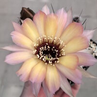 Lobivia jajoiana Hybr. - Bl&uuml;te gelb rosa mit magenta Schlund