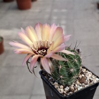 Lobivia jajoiana Hybr. - Bl&uuml;te gelb rosa mit magenta Schlund